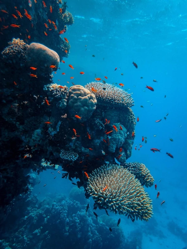 Biodiversidad y corales Coloridos arrecifes y peces tropicales en la Gran Barrera de Coral