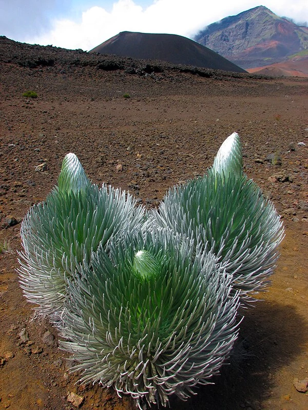 Una planta Silversword en el parque nacional de Haleakalā
