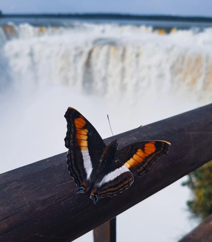 Butterfly right next to the Iguazú Falls
