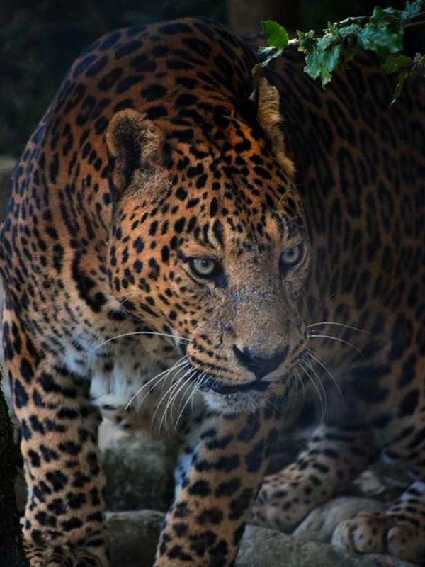 Biodiversity and wildlife A leopard within Jim Corbett National Park