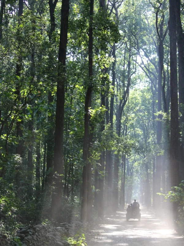 Ecoturism Road within a forest at Jim Corbett National Park
