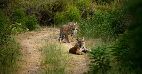 Jim Corbett National Park