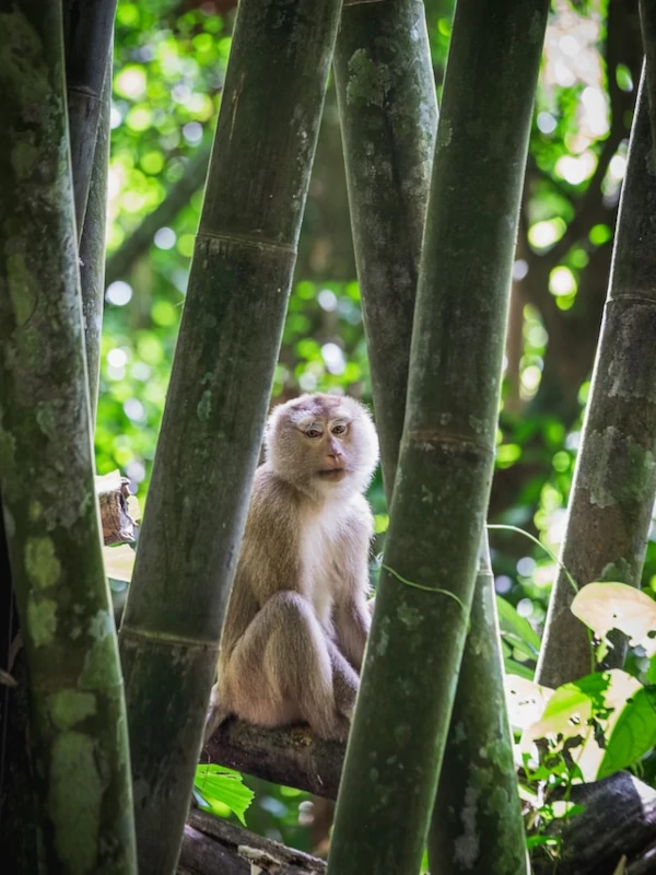 Macaco en el parque nacional Khao Sok