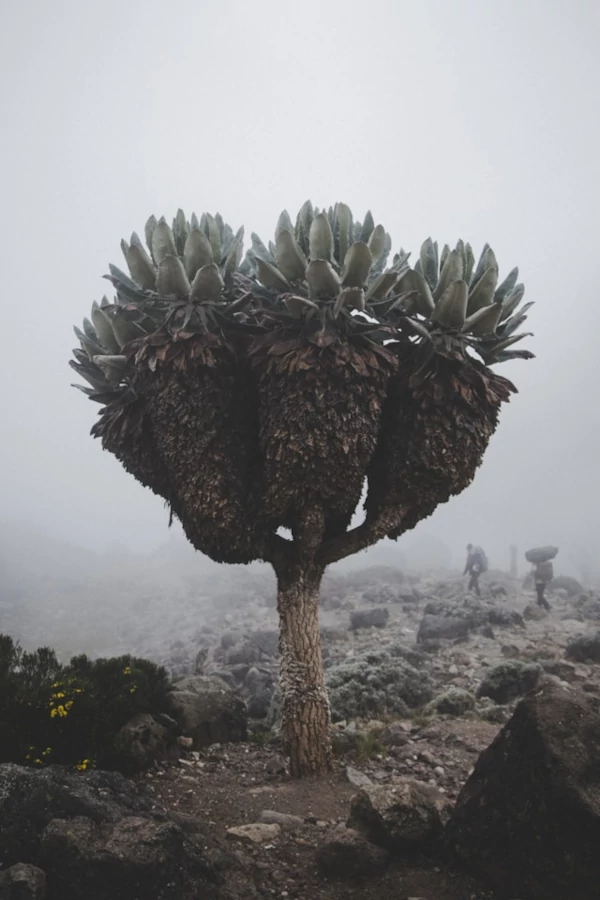 A senecio tree along the way to the top of Kilimanjaro