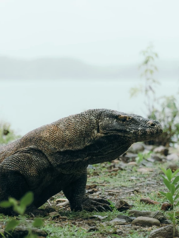 Vida salvaje Dragón de Komodo en el parque nacional de Komodo