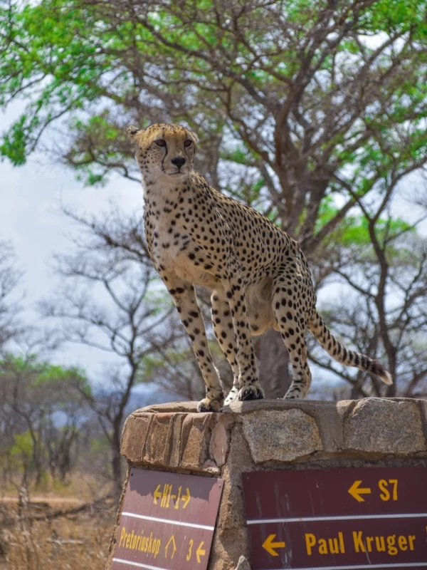 Actividades Guepardo en el parque nacional Kruger