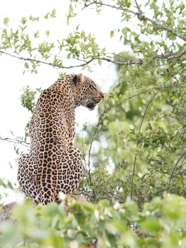 Flora y fauna Leopardo en el parque nacional Kruger
