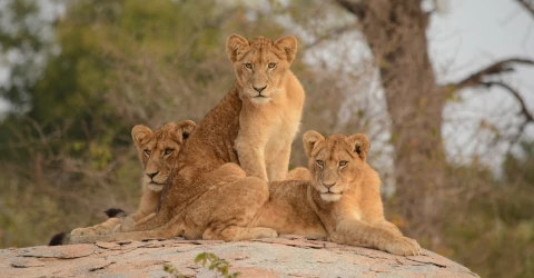 Parque Nacional Kruger