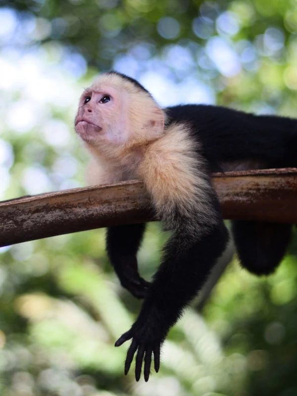 Wildlife You’ll Encounter Capuchin monkey resting in Manuel Antonio National Park