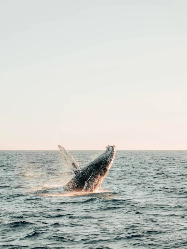 Biodiversidad Única en Marino Ballena Una ballena jorobada saltando fuera del agua.
