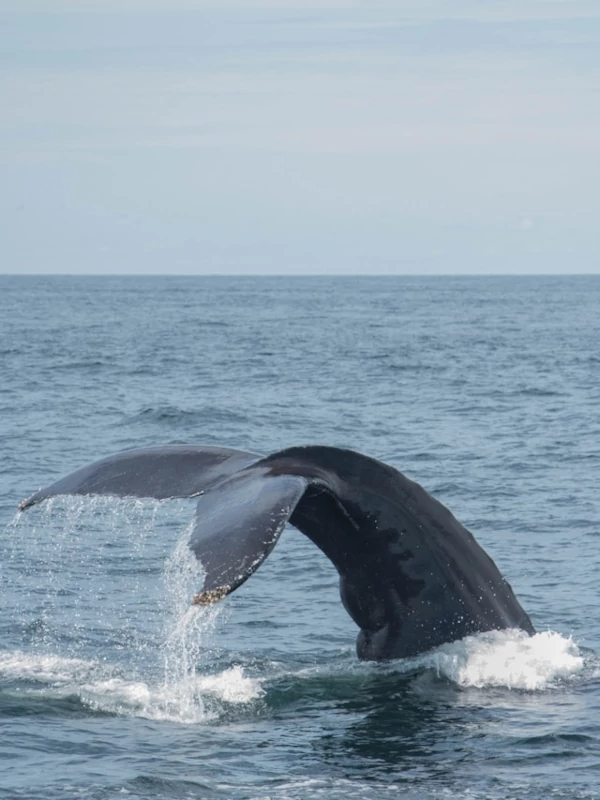 ¿Por qué visitar el Parque Nacional Marino Ballena? Una cola de una gran ballena en la superficie del océano en un día claro.