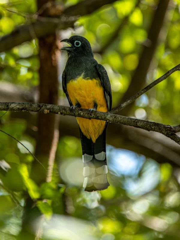 Animales y Biodiversidad en el Parque Nacional Miravalles-Jorge Manuel Dengo Pájaro negro y amarillo posado en la rama de un árbol.