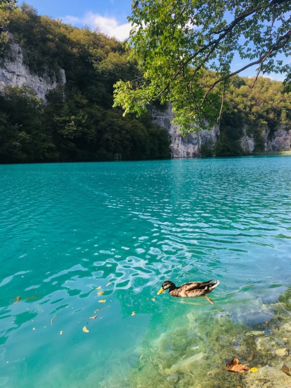 Flora y fauna Un pato en un lago del parque nacional de Plitvice
