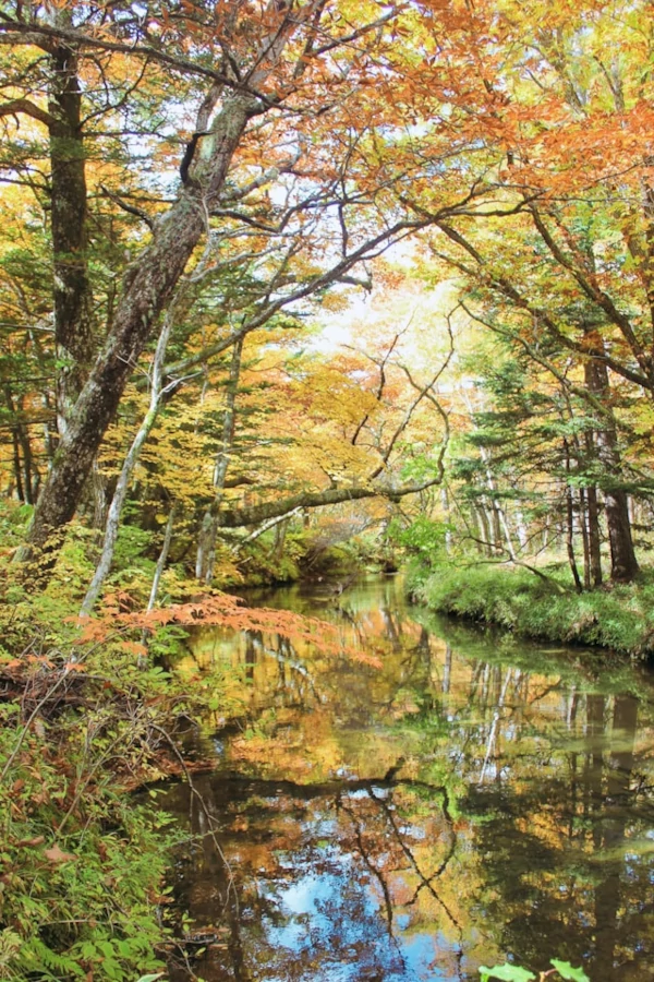 Beautiful forest and river during autumn in Nikko
