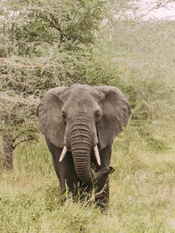 Elefante en el parque nacional de Serengeti
