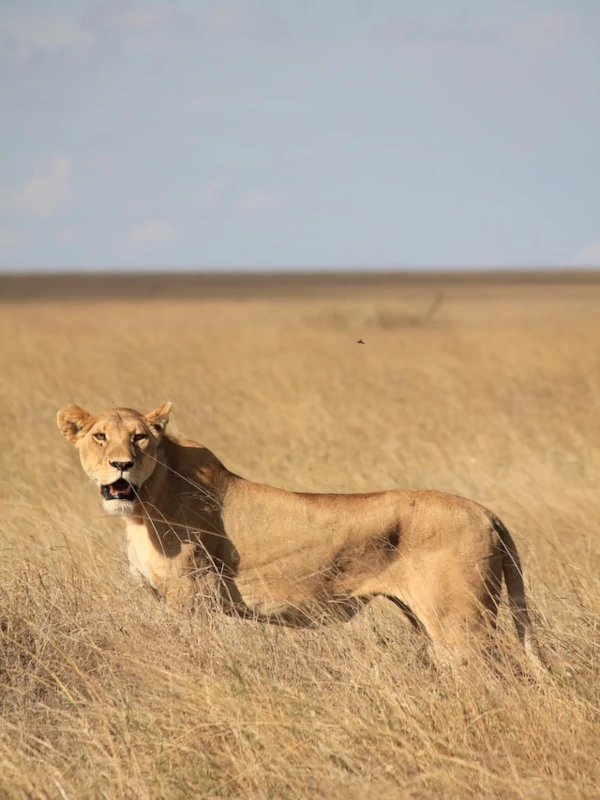 Leona en las savanas del Serengeti