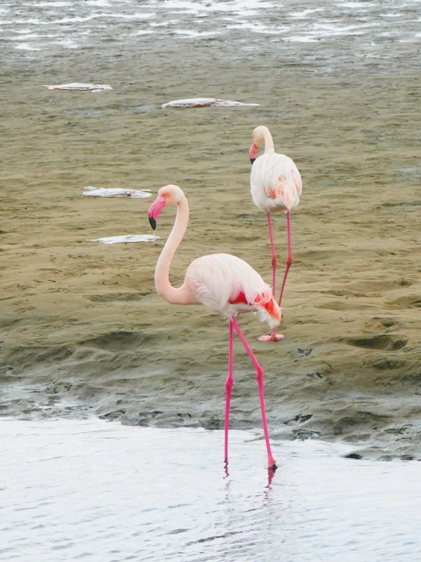 Wildlife at Skeleton Coast National Park Flamingoes at Skeleton Coast National Park