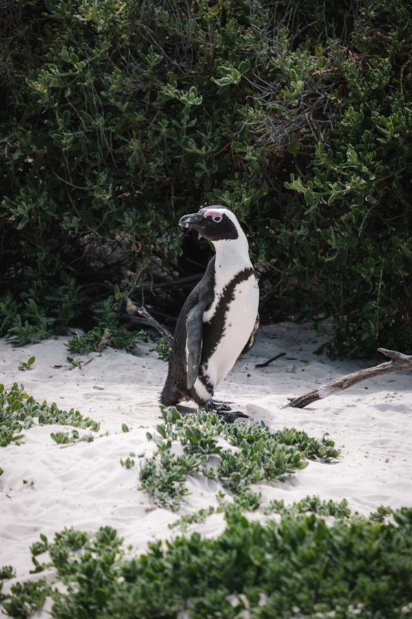 Flora y fauna Pingüino africano en la Boulders Beach en la península del cabo