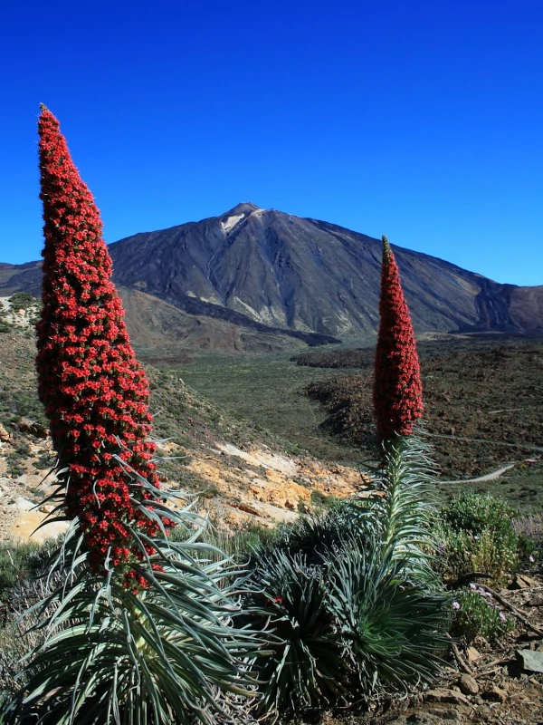 Teide bugloss with mount Teide at the background