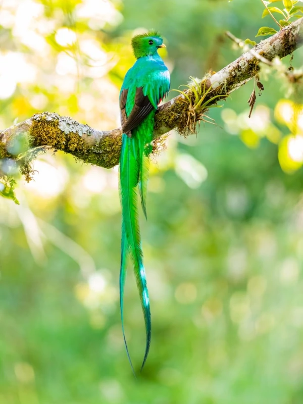 Flora y fauna El Quetzal Guatemalteco