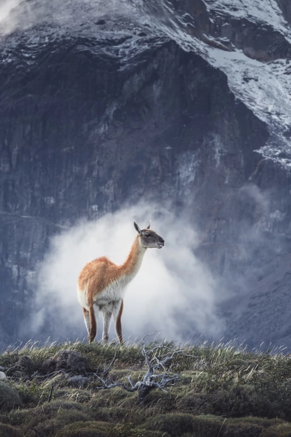 Guanaco en el parque nacional Torres del Paine