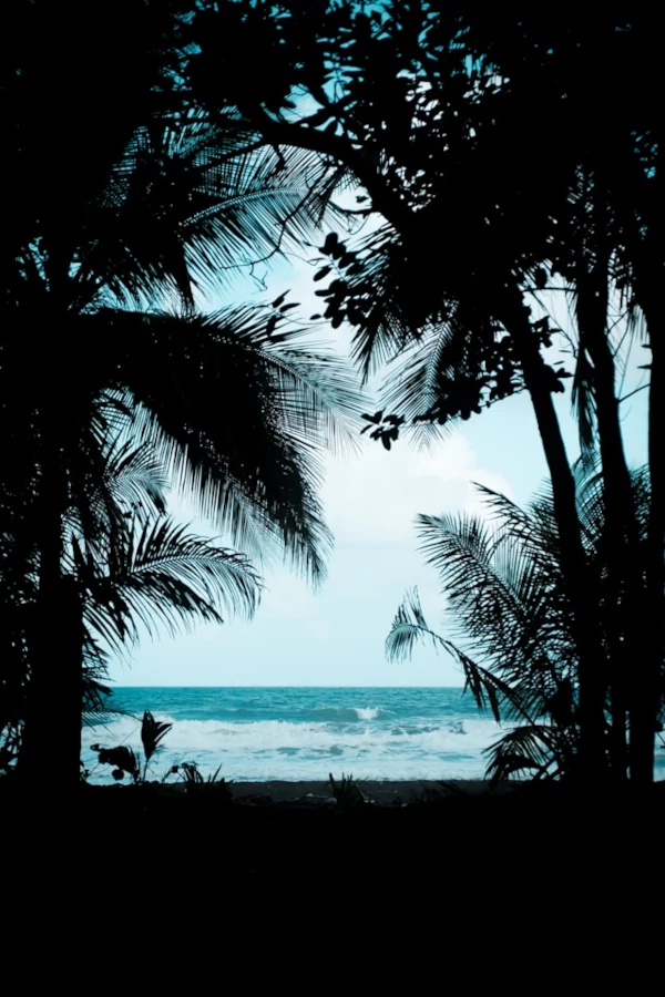 Actividades en el Parque Nacional Tortuguero Una vista del océano entre los árboles de Tortuguero.