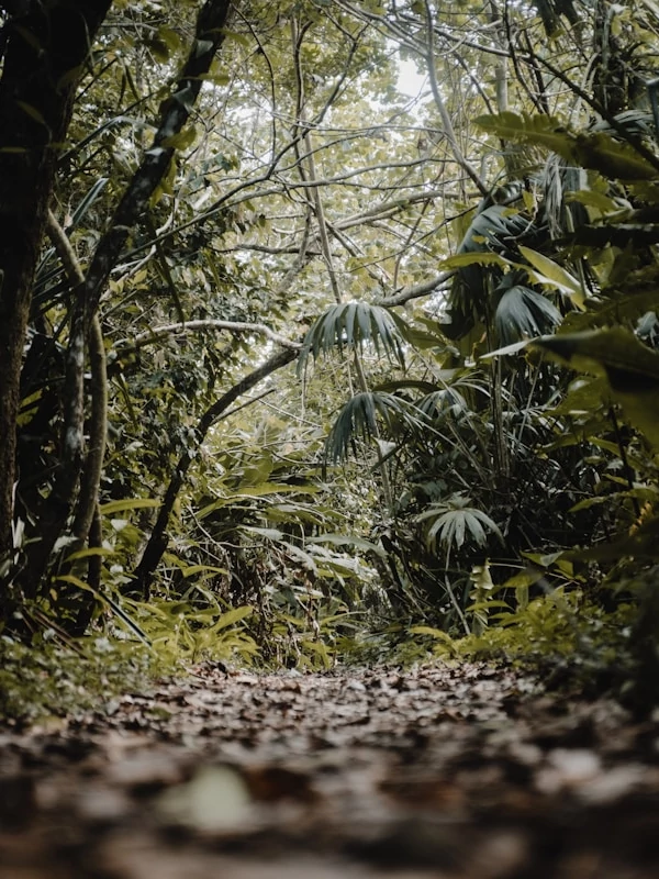 Características únicas del Parque Nacional Tortuguero Un camino de tierra en el Parque Nacional Tortuguero rodeado de árboles y plantas.