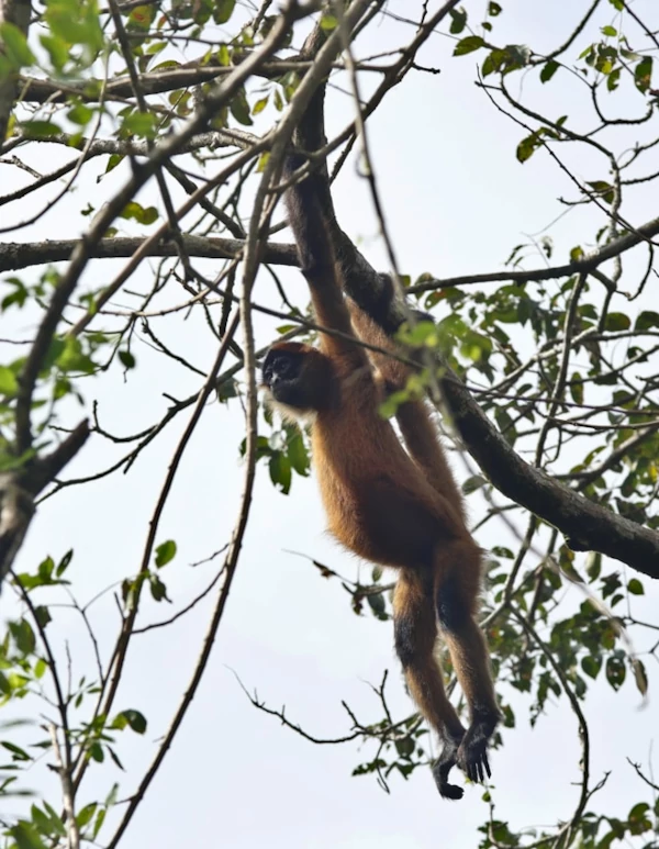 Animales que te encontrarás Un mono araña colgado de la rama de un árbol en el Parque Nacional Tortuguero