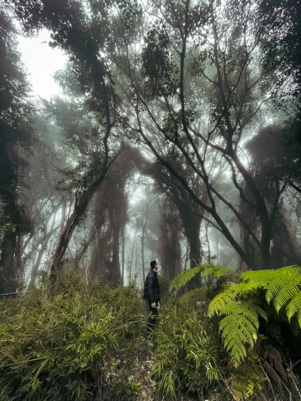Activities in Volcán Poás National Park Person with a black jacket standing on the middle of a rainforest