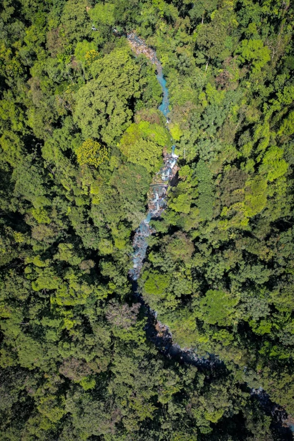 Unique Features and Wildlife of Tenorio Volcano National Park A blue river seen from above running through a lush green forest