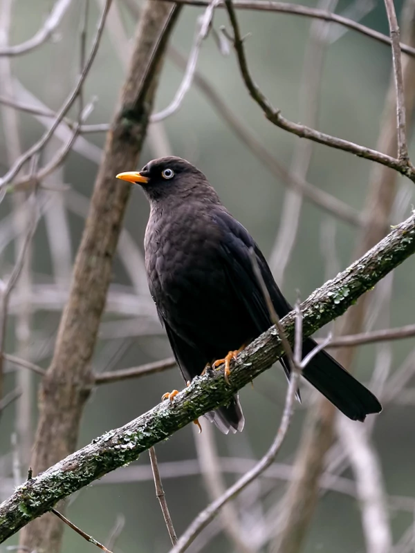 A dark brown bird with an orange beak and feet perched on a brown branch