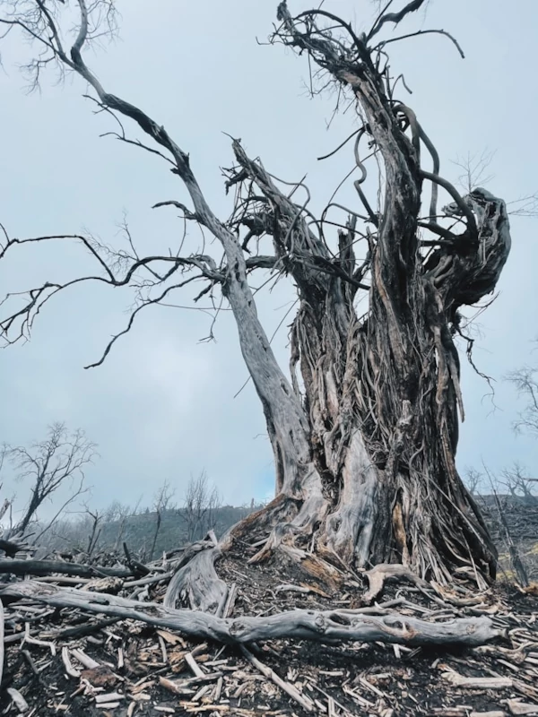 A very old and dead tree surrounded by a desolate view