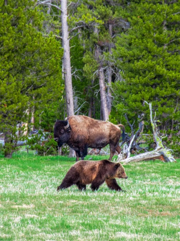 Bison and Grizzly bear at Yellowstone National Park