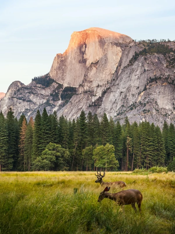 History Deer with Half Dome behind at Yosemite National Park